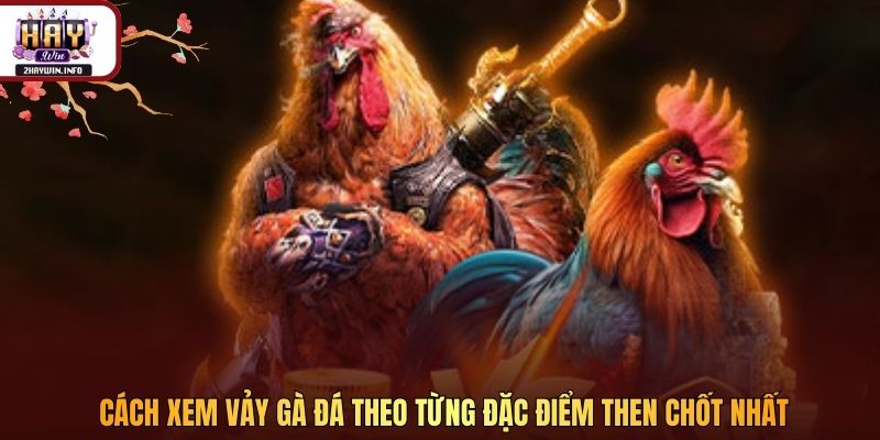 Cách xem vảy gà đá theo từng đặc điểm then chốt nhất