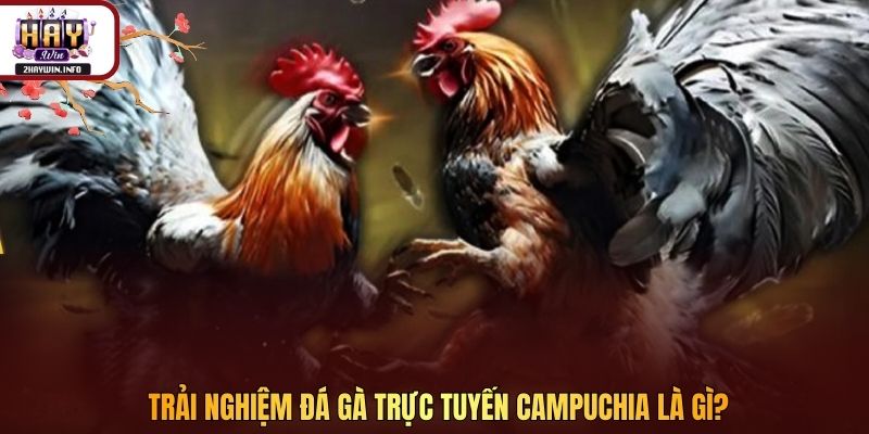 Trải nghiệm đá gà trực tuyến Campuchia là gì?