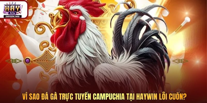 Vì sao đá gà trực tuyến Campuchia tại Haywin lôi cuốn?